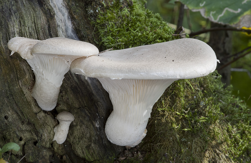 Pleurotus dryinus